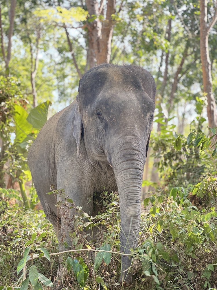 Mo Poe the elephant
